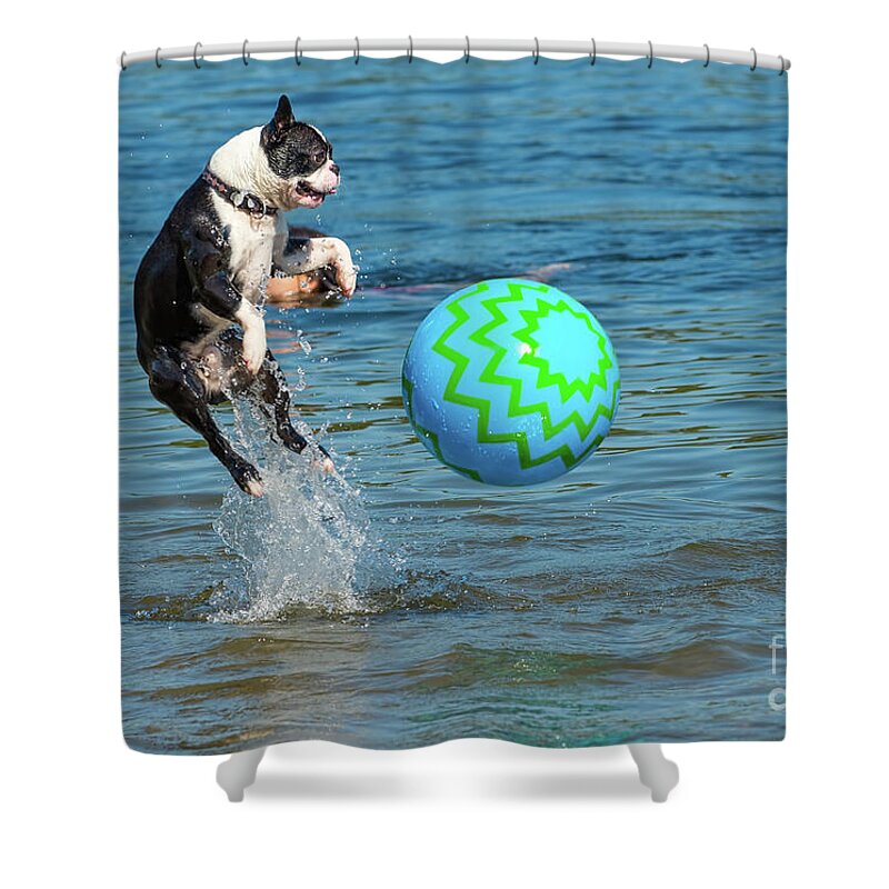 Dog Shower Curtain featuring the photograph Boston Terrier High Jump by Les Palenik