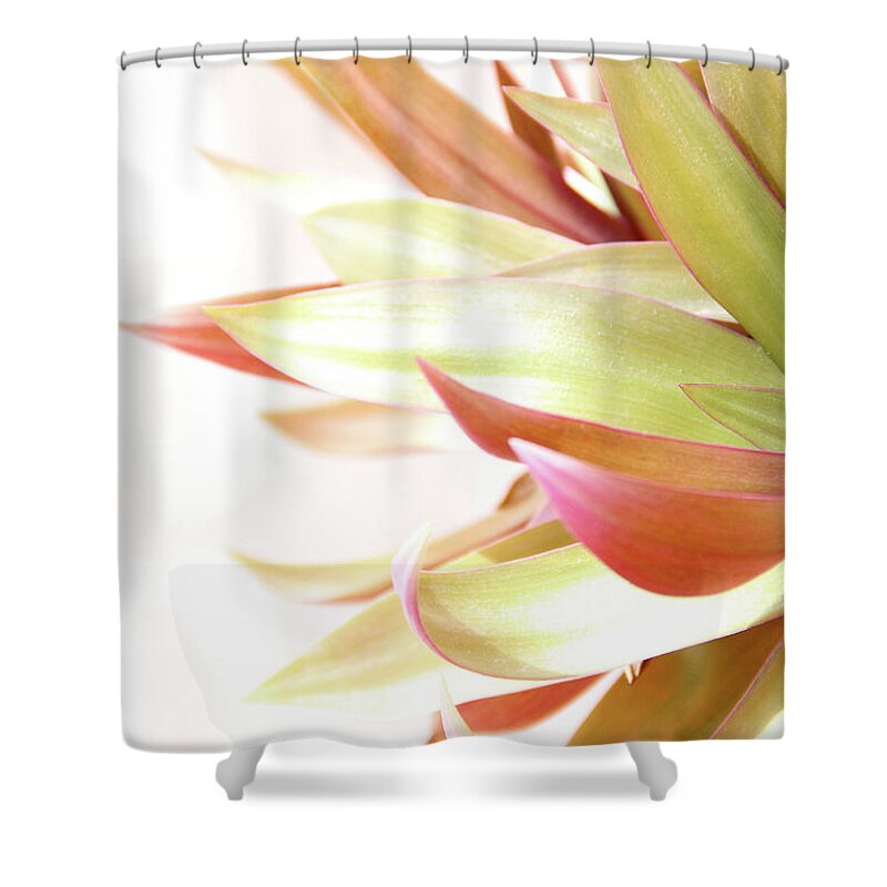Plant Shower Curtain featuring the photograph Botanical Dance by Becqi Sherman