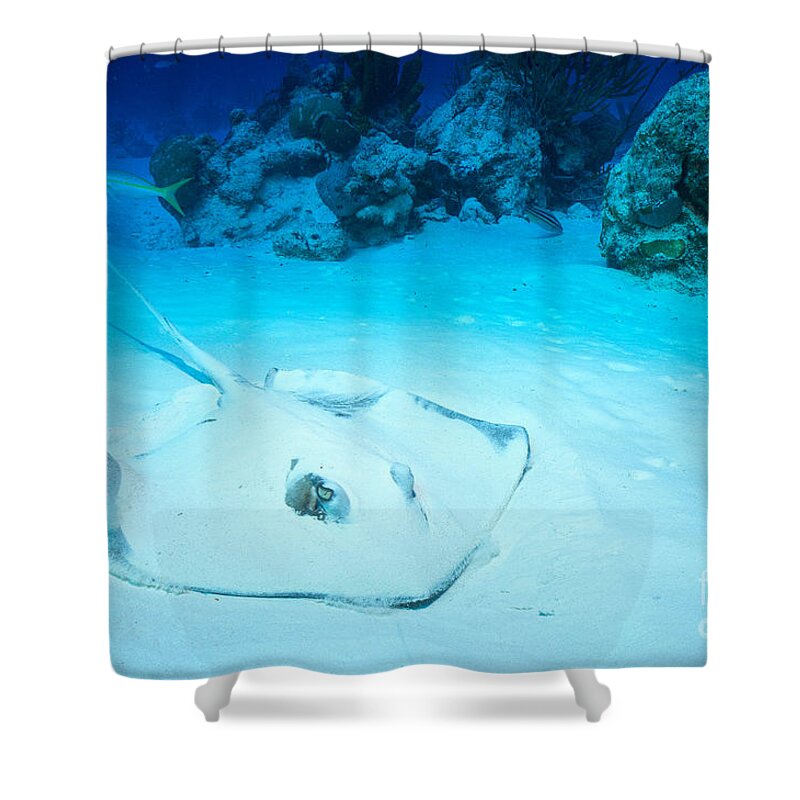 Southern Stingray Shower Curtain featuring the photograph Bottom Dweller by Aaron Whittemore