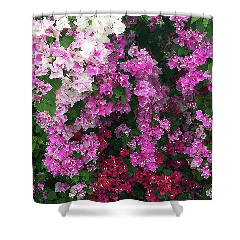 Bougainevillee Shower Curtain featuring the photograph Bougainville Flowers in Hawaii by Karen Nicholson