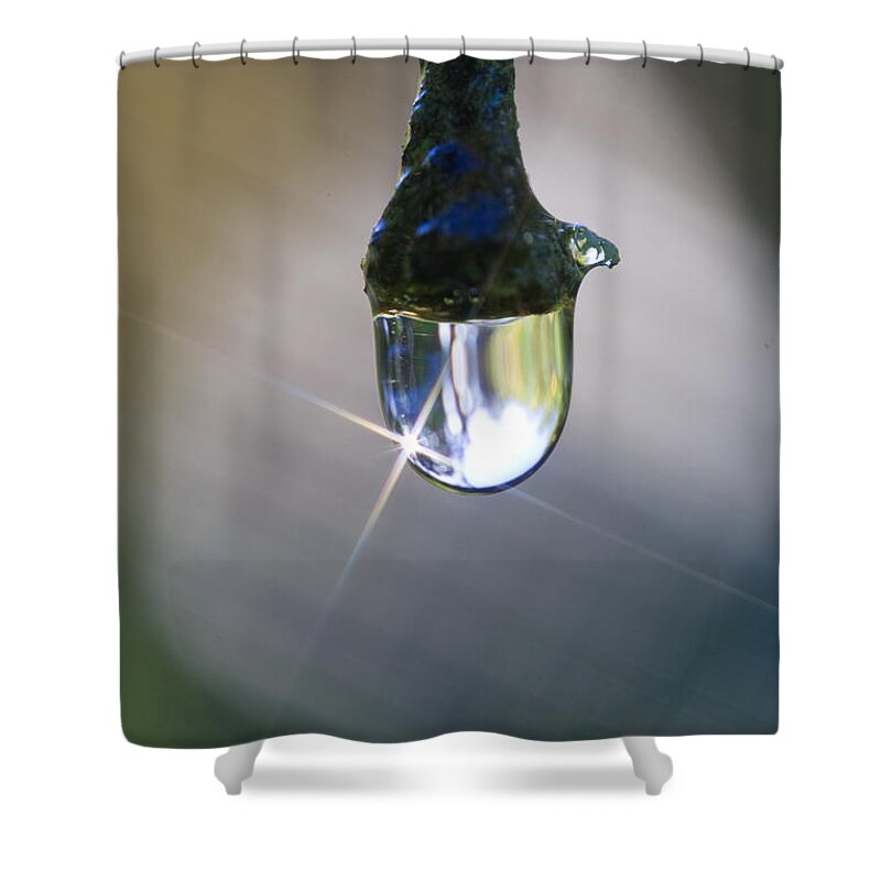 Bouganvillea Shower Curtain featuring the photograph Bouganvillea Droplet by Kym Clarke