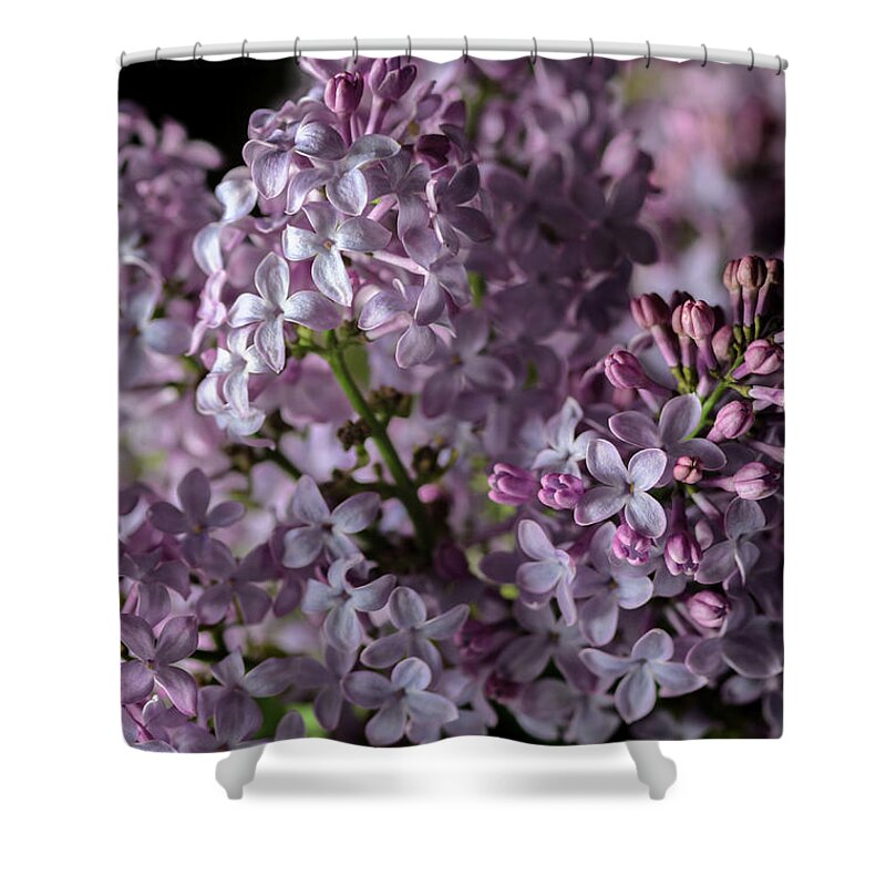 Lilacs Shower Curtain featuring the photograph Bouquet of Lilacs II by Tamara Becker