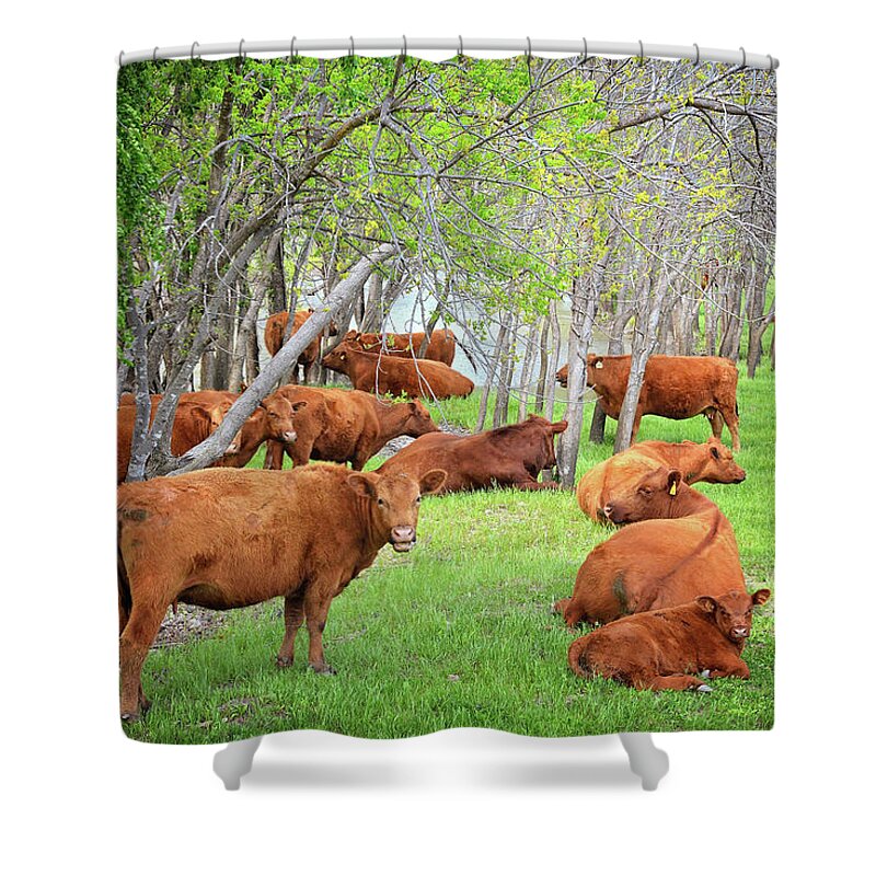 Spring Shower Curtain featuring the photograph Bovine Relaxation by Lynn Bauer