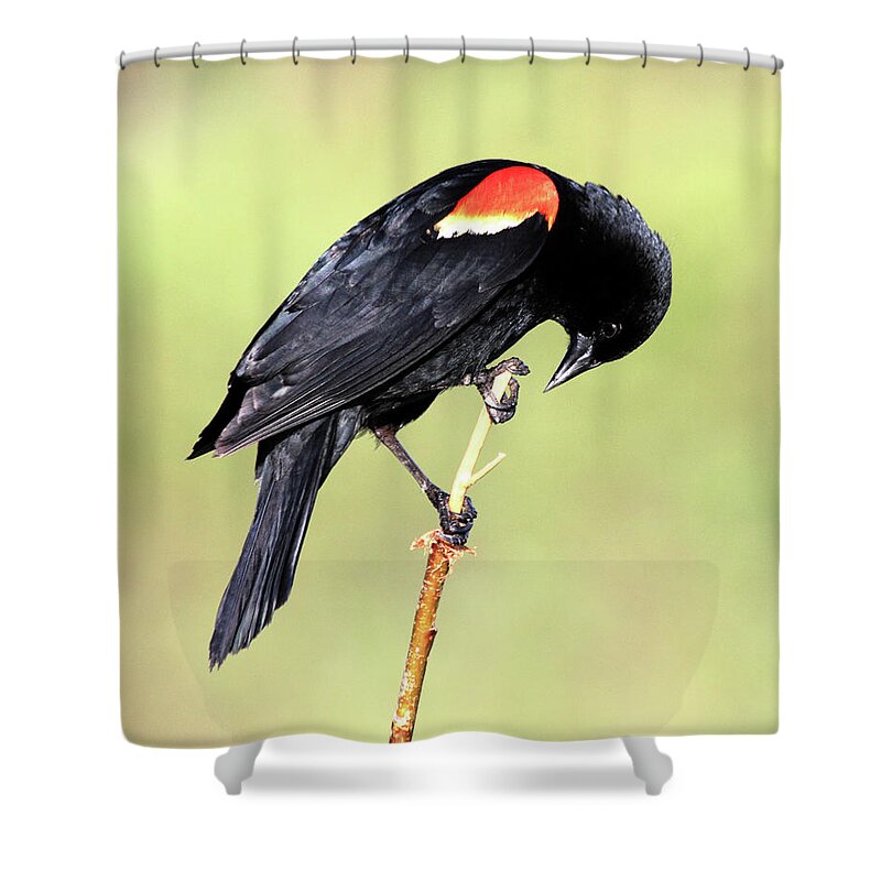Red-winged Blackbird Shower Curtain featuring the photograph Bowing by Shane Bechler