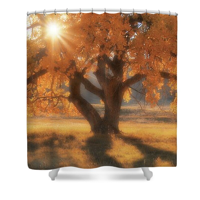 Western Shower Curtain featuring the photograph Boxelder's Autumn Tree by Amanda Smith