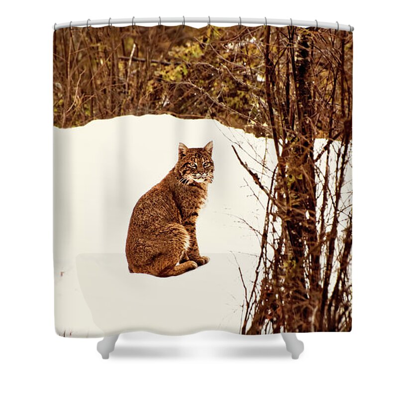 Bobcat Shower Curtain featuring the photograph Bobcat in Snow by Peggy Collins