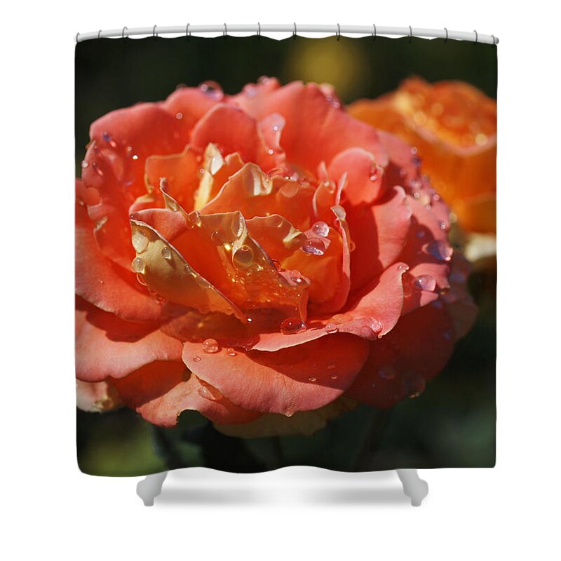 Rose Shower Curtain featuring the photograph Brass Band Roses by Rona Black