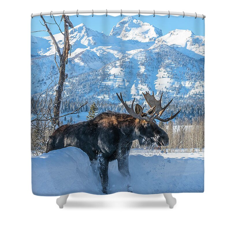 Moose Shower Curtain featuring the photograph Breaking Through by Yeates Photography