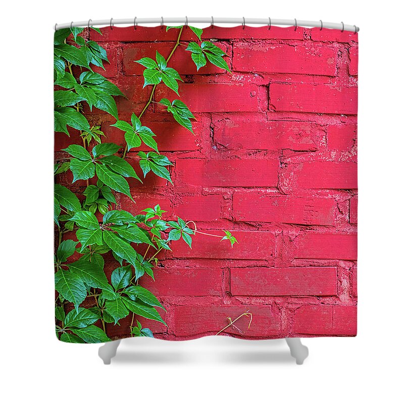 Old Shower Curtain featuring the photograph Brick and Vines by Richard Rizzo