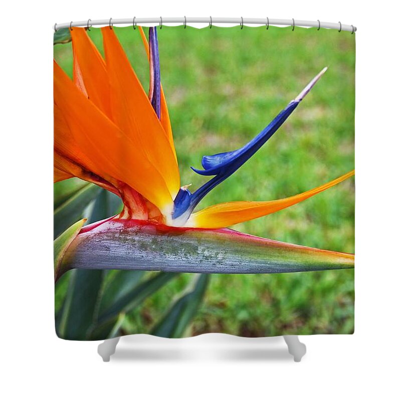 Bird Of Paradise Shower Curtain featuring the photograph Bright Bird by Michiale Schneider