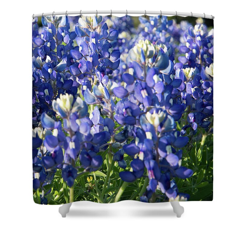 Bluebonnet Shower Curtain featuring the photograph Bright Bluebonnets by Frank Madia