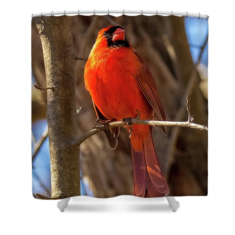 Cardinal Shower Curtain featuring the photograph Bright Boy by Rob Davies