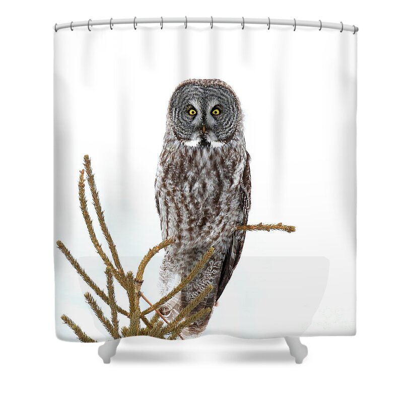 Oneness Shower Curtain featuring the photograph Bright eyed and bushy tailed by Heather King