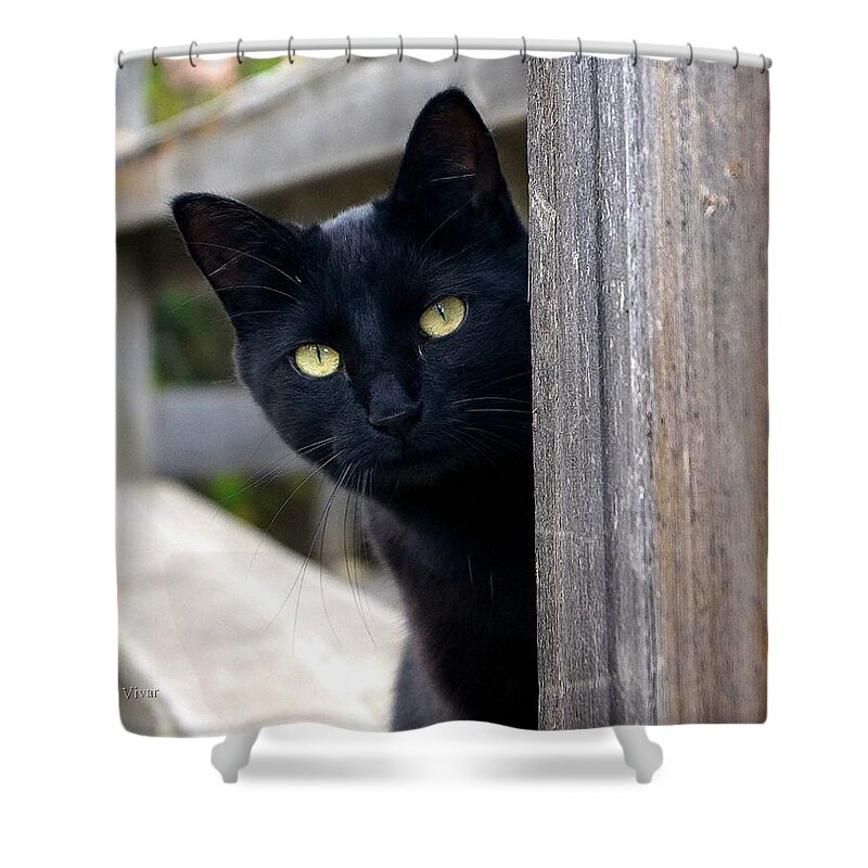 Cat Shower Curtain featuring the photograph Bright Eyed Kitty by Tracey Vivar