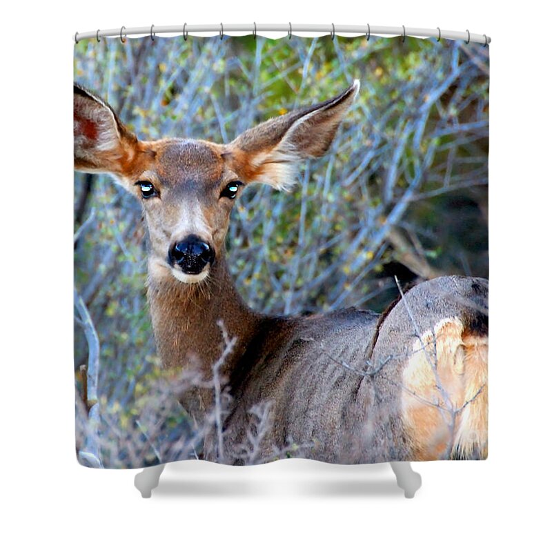 Bright Eyes Shower Curtain featuring the photograph Bright eyes by David Lee Thompson