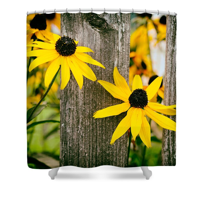 Autumn; Flowers; Flower; Colorful; Colors; Wood; Yellow; Nature; Natural; Fall; Bright; Vibrant; Still; Cheerful; Sabine Jacobs; Shower Curtain featuring the photograph Bright Yellow Autumn Flowers by Sabine Jacobs