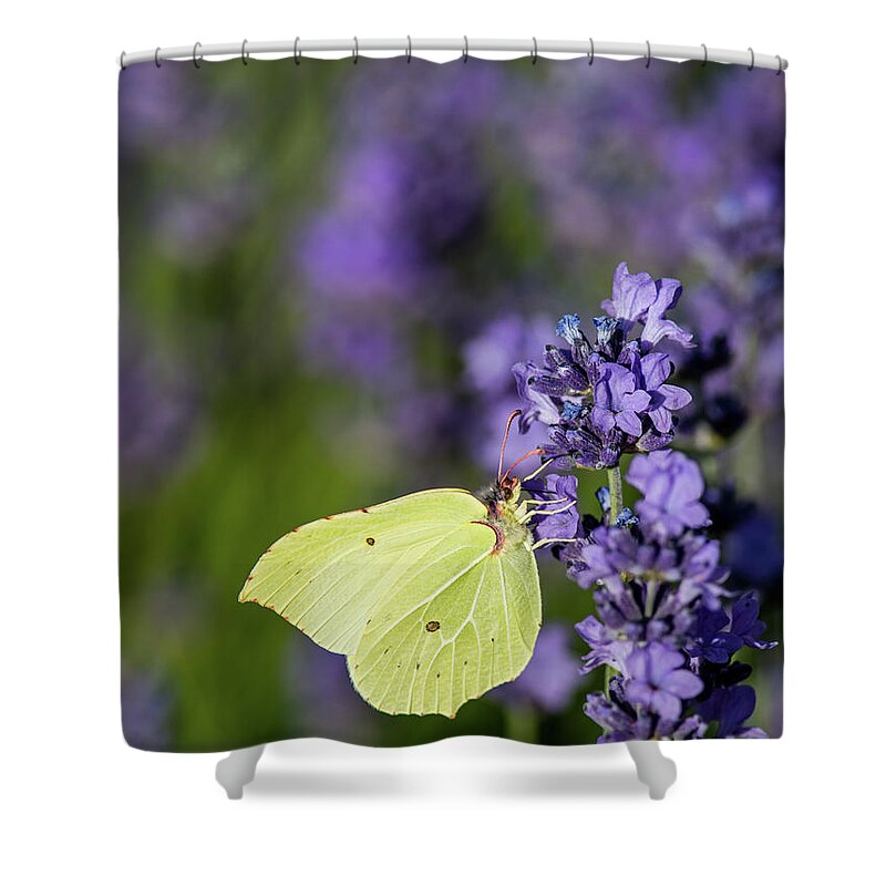 Brimstone Shower Curtain featuring the photograph Brimstone butterfly and the lavender by Torbjorn Swenelius