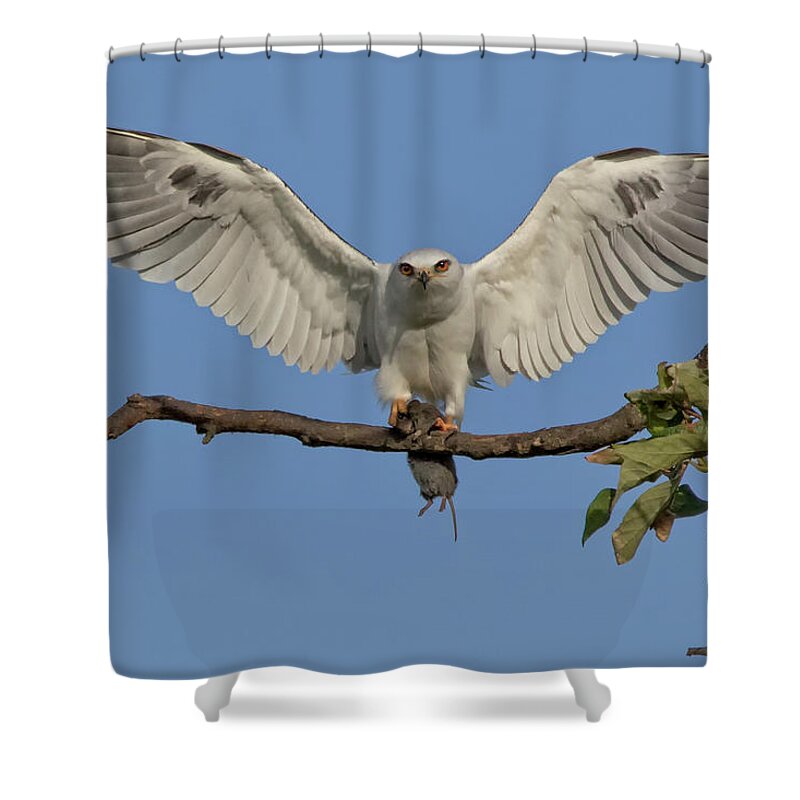 White Tailed Kite Shower Curtain featuring the photograph Bringing Dinner by Beth Sargent
