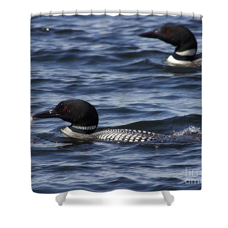Loons Shower Curtain featuring the photograph Bringing Home Dinner by Alice Mainville