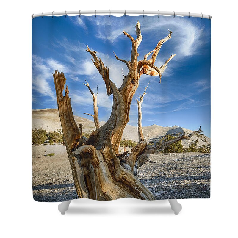 Bristlecone Pine Tree Shower Curtain featuring the photograph Bristlecone Pine by Jennifer Magallon