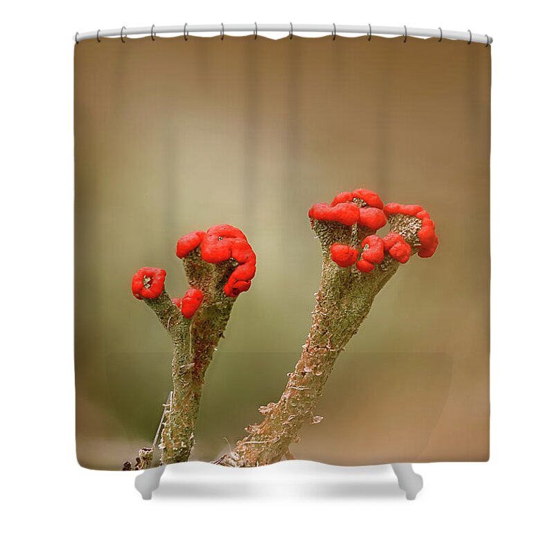 Lichen Shower Curtain featuring the photograph British Soldiers by Robert Charity