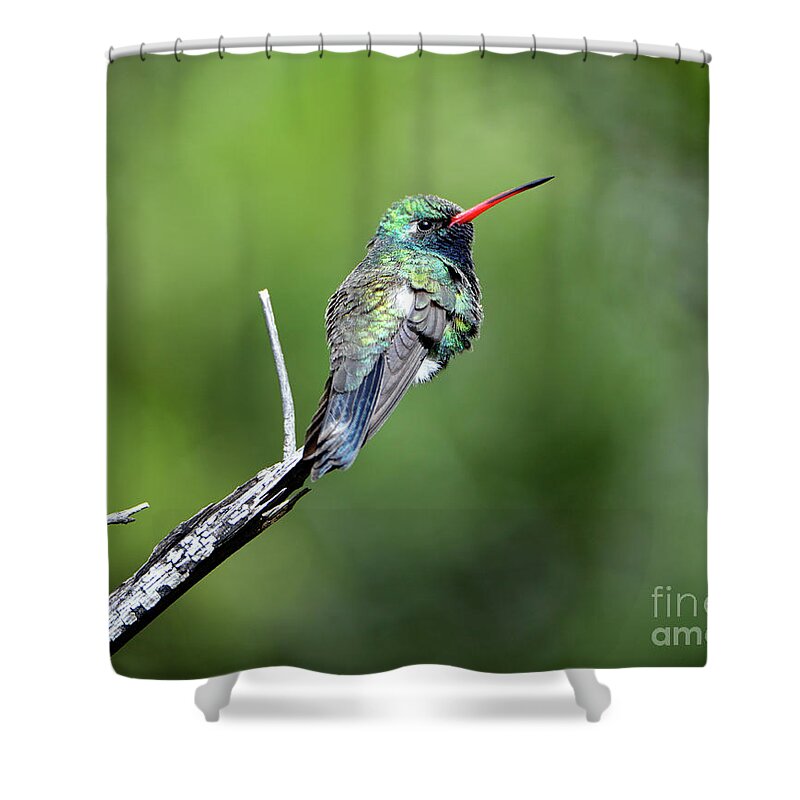 Denise Bruchman Shower Curtain featuring the photograph Broad-billed Hummingbird by Denise Bruchman