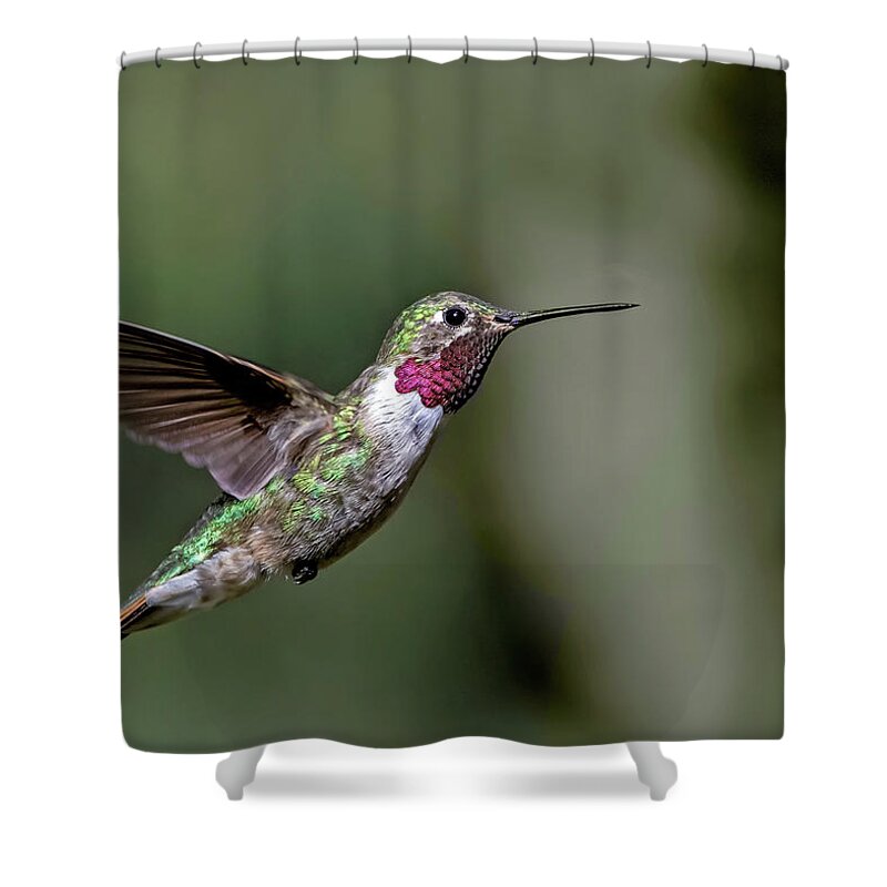 Broad-tailed Hummingbird Shower Curtain featuring the photograph Broad-tailed Hummingbird Male by Dawn Key