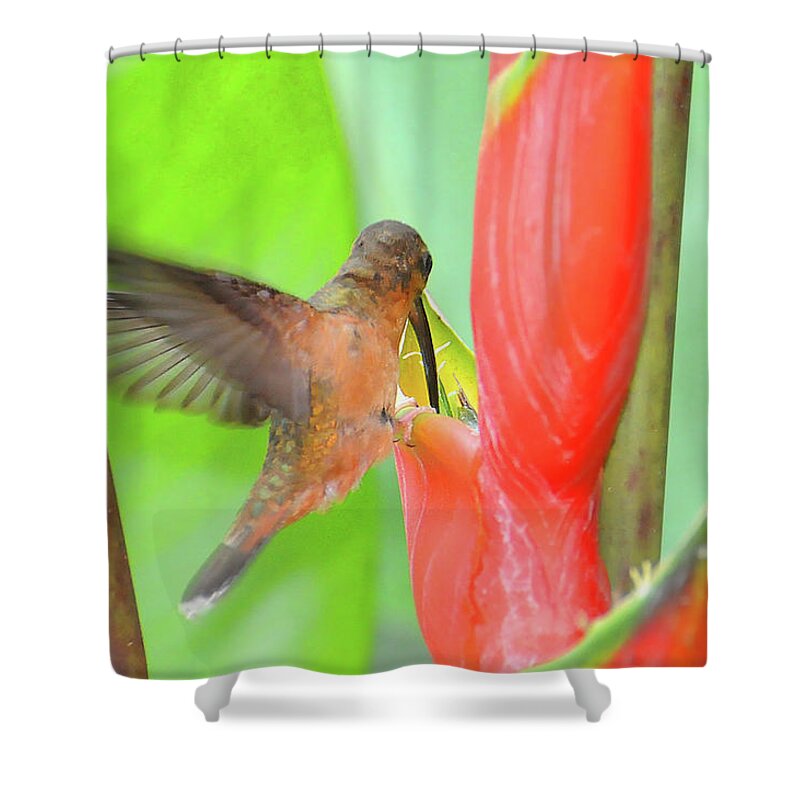 Heliconia Shower Curtain featuring the photograph Bronzy Hermit on Heliconia by Ted Keller