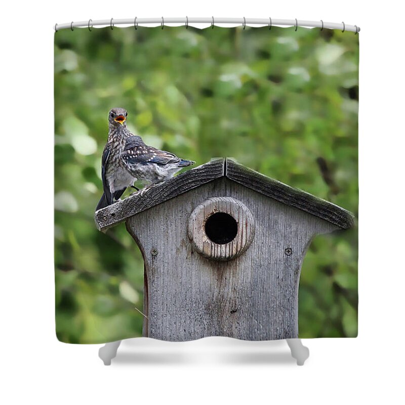 Bluebird Shower Curtain featuring the photograph Brother from another Mother by Jackson Pearson