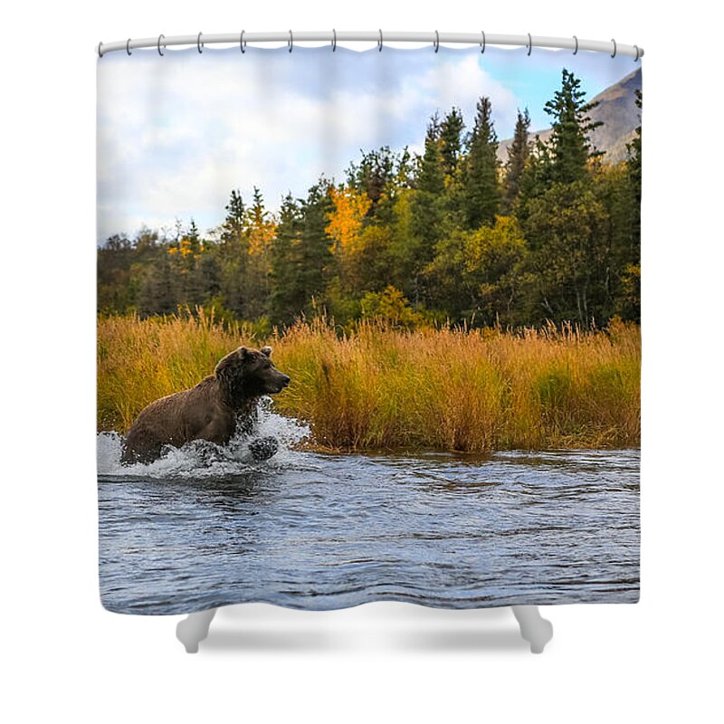 Sam Amato Shower Curtain featuring the photograph Brown Bear Chasing Fish by Sam Amato