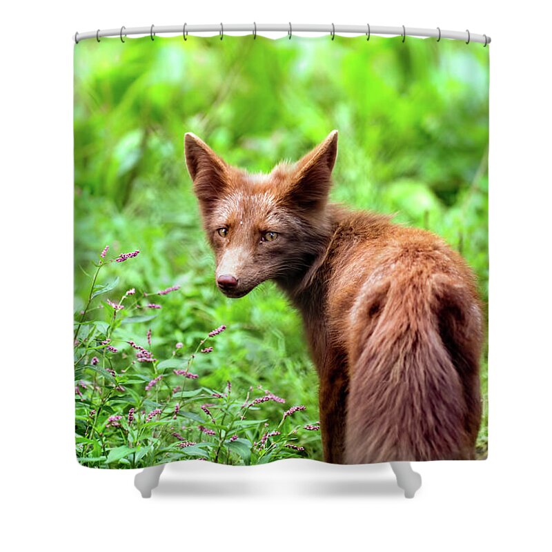 Fox Shower Curtain featuring the photograph Brown fox portrait by Sam Rino