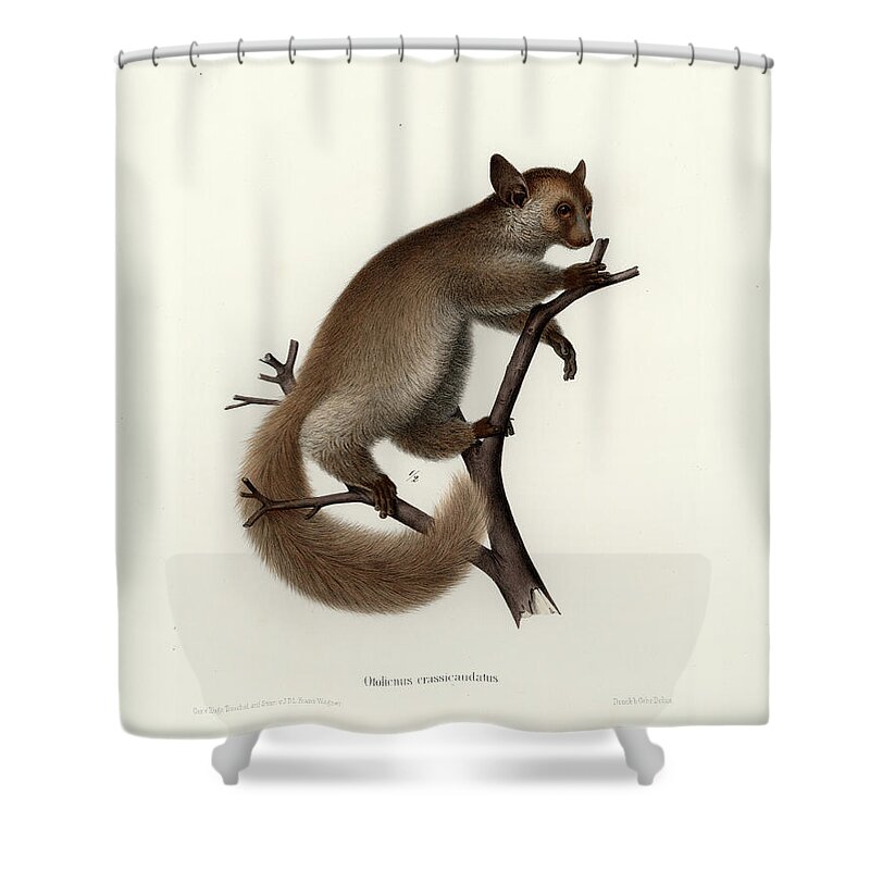 Otolemur Crassicaudatus Shower Curtain featuring the drawing Brown Greater Galago or Thick-tailed Bushbaby by Hugo Troschel and J D L Franz Wagner