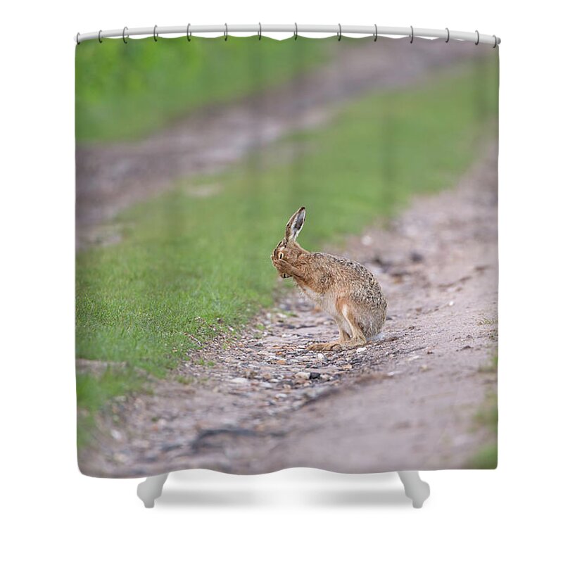 Brown Shower Curtain featuring the photograph Brown Hare Cleaning by Pete Walkden