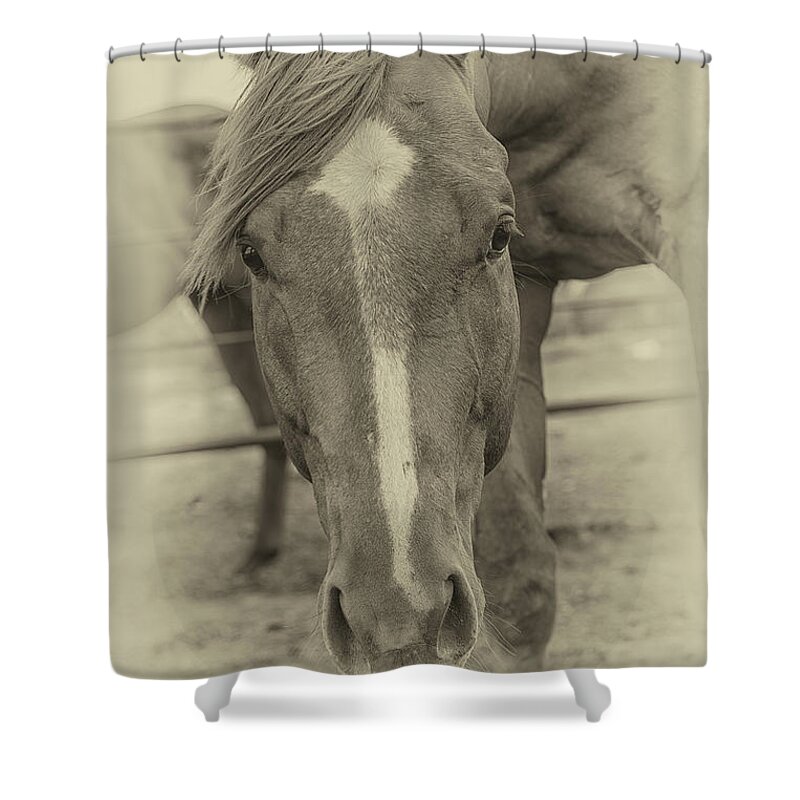 Horse Shower Curtain featuring the photograph Brown Horse - Antique by Bert Peake