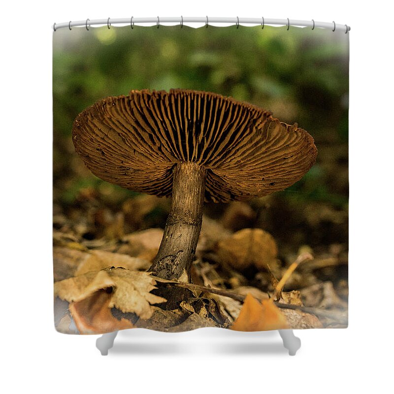 Brown Mushroom with Upturned Cap Shower Curtain by Douglas Barnett - Fine  Art America