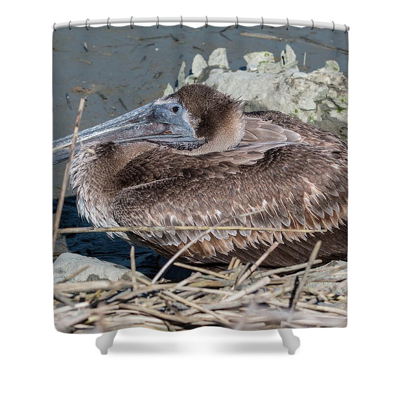 Pelican Shower Curtain featuring the photograph Brown Pelican 3 March 2018 by D K Wall