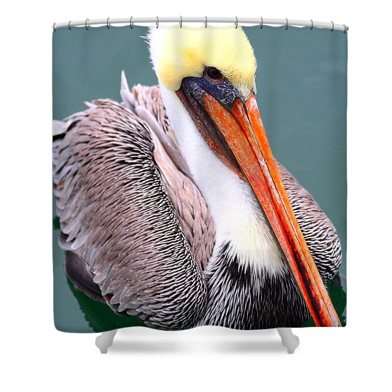 Animal Shower Curtain featuring the photograph Brown Pelican . 7D8291 by Wingsdomain Art and Photography