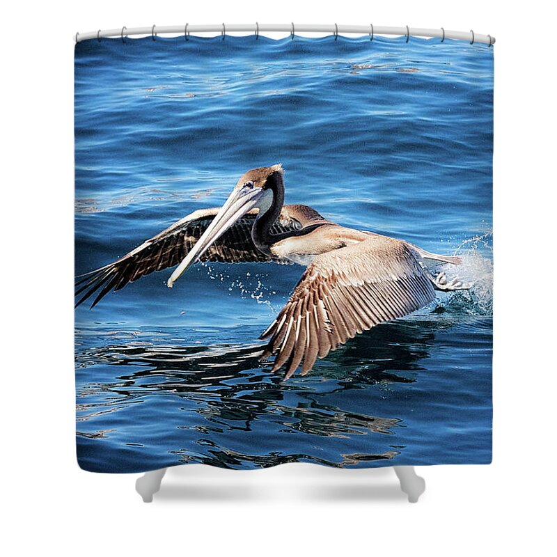 Brown Shower Curtain featuring the photograph Brown Pelican in Cabo by Deana Glenz
