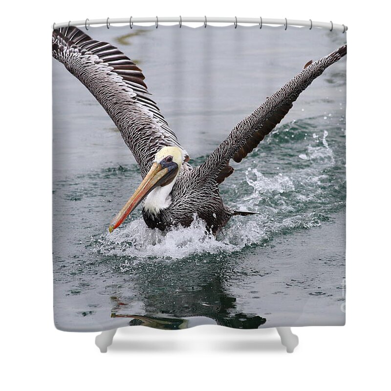 Animal Shower Curtain featuring the photograph Brown Pelican Landing On Water . 7D8372 by Wingsdomain Art and Photography