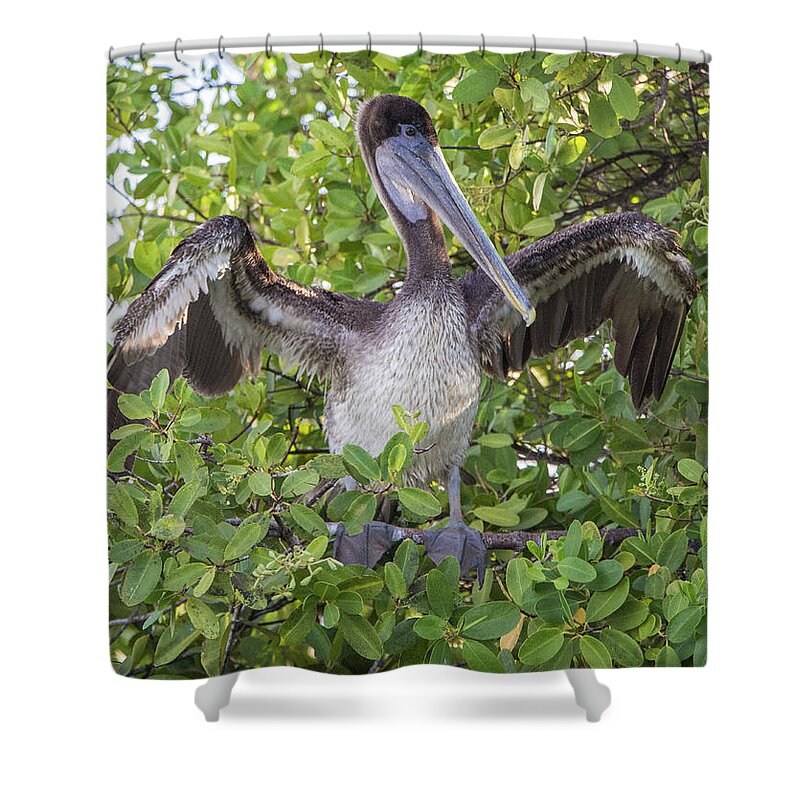 Birds Shower Curtain featuring the photograph Brown Pelican, Santa Cruz, Galapagos by Venetia Featherstone-Witty