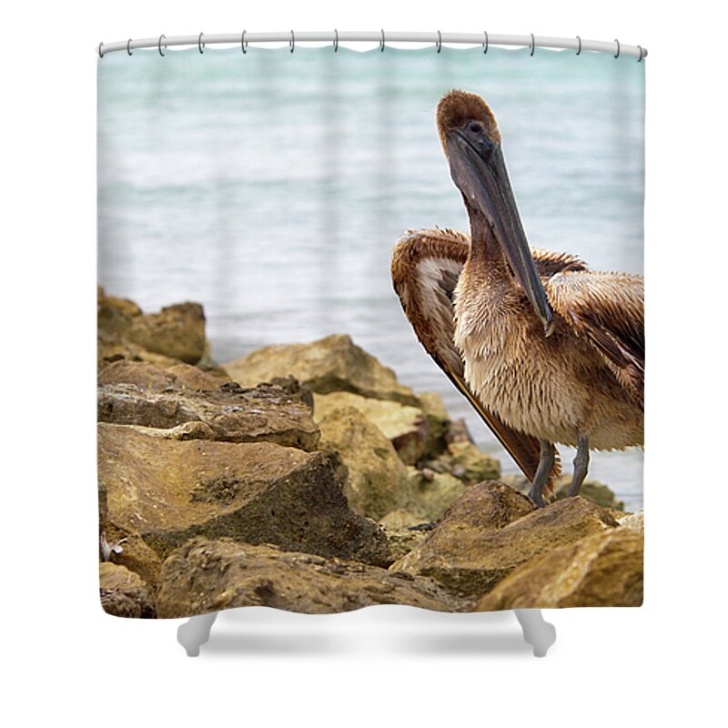 Pelican Shower Curtain featuring the photograph Brown Pelican by Sebastian Musial