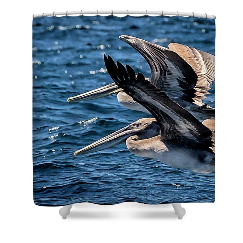 Brown Pelican Shower Curtain featuring the photograph Brown Pelicans by Endre Balogh