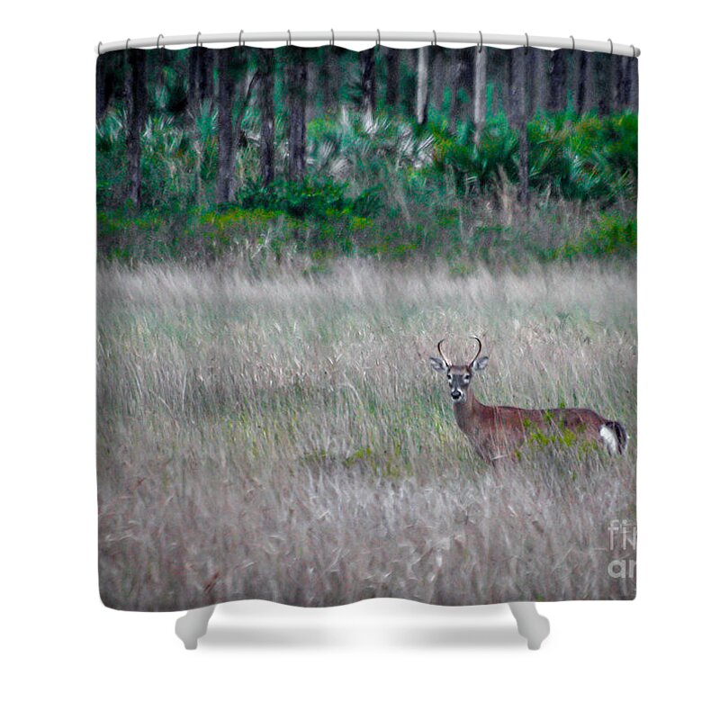 Buck Shower Curtain featuring the photograph Buck in Grass by Tom Claud