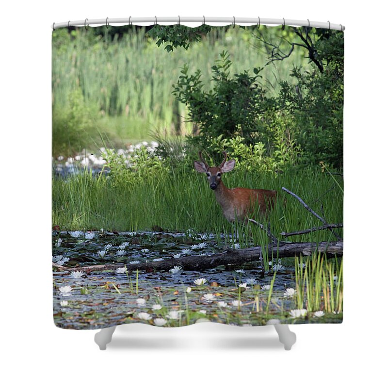 Pond Shower Curtain featuring the photograph Buck in Pond by Karol Livote