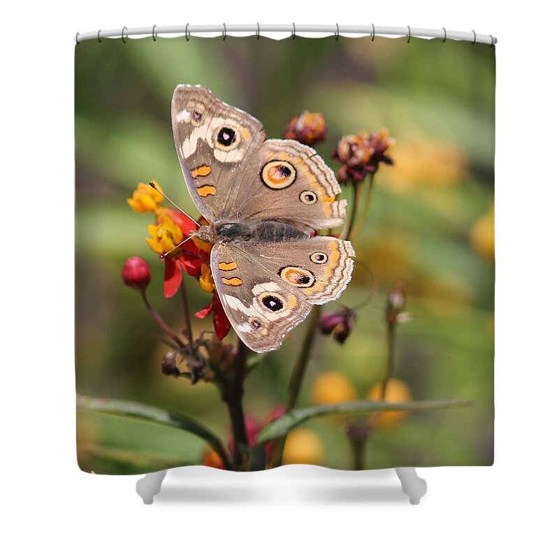 Butterfly Shower Curtain featuring the photograph Buckeye Butterfly by Liz Vernand