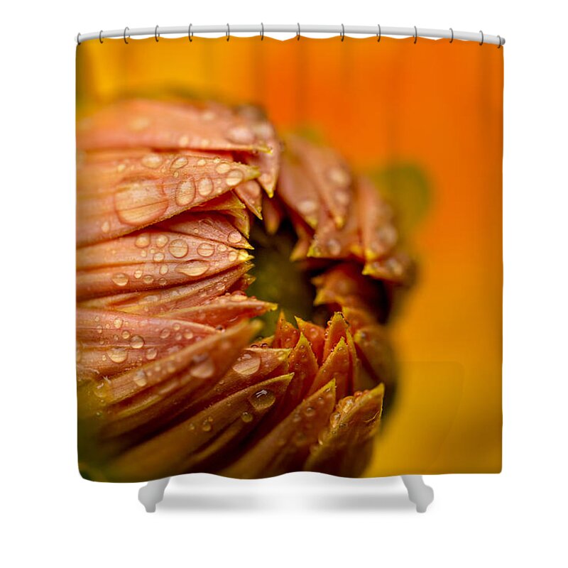 Dahlia Shower Curtain featuring the photograph Bud Drops by Mary Jo Allen