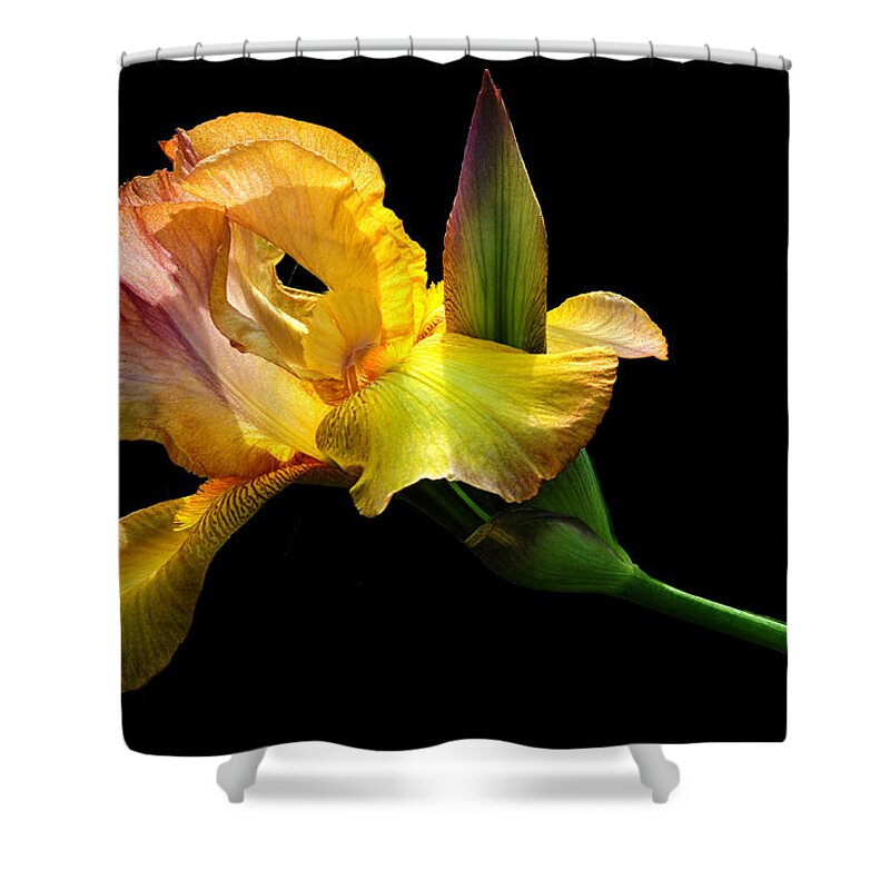 Iris Shower Curtain featuring the photograph Budding Iris by Dave Mills