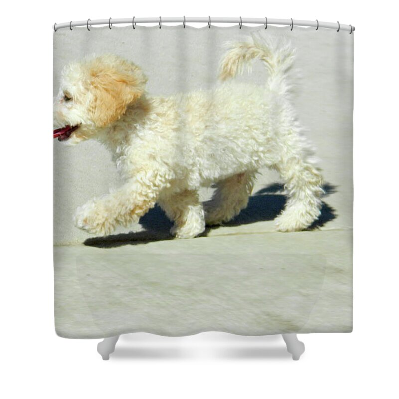 Buddy Walking The Straight And Narrow Shower Curtain featuring the photograph Buddy Walking the Straight and Narrow by Emmy Marie Vickers