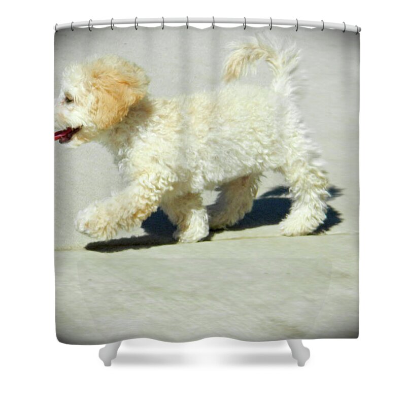 Buddy Walking The Straight And Narrow2 Shower Curtain featuring the photograph Buddy Walking the Straight and Narrow2 by Emmy Vickers