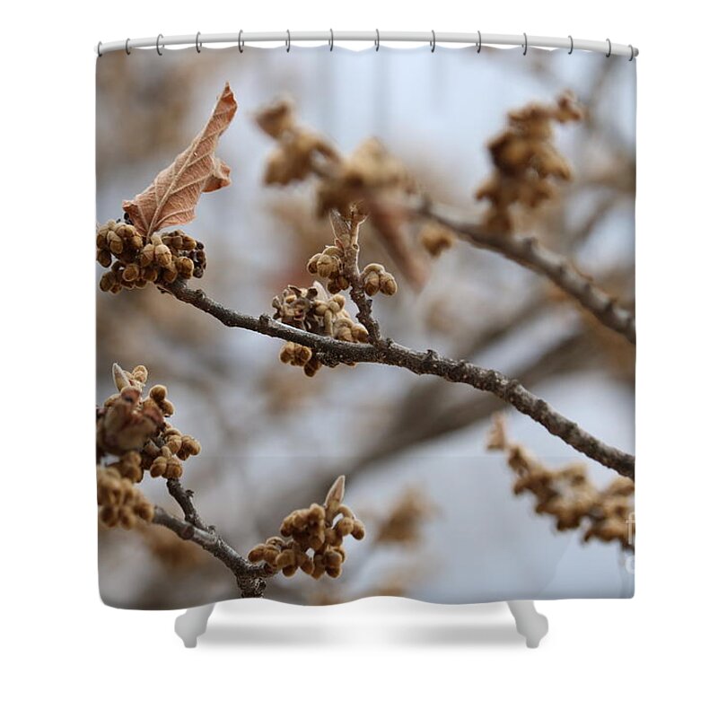 Gray Shower Curtain featuring the photograph Buds on Winter Branch in Brown and Gray by Carol Groenen